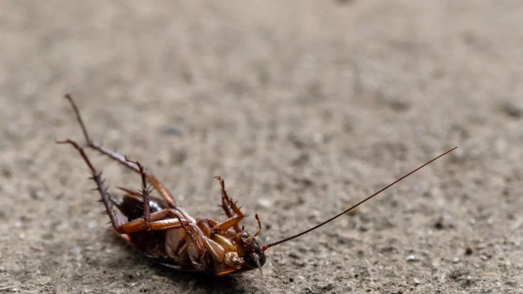 Pest Control Marketing Agency Photo B Pest Control Marketing Company: cockroach pest on a residential surface
