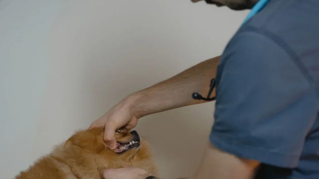 Veterinary Marketing Company: pet owner talking veterinarian
