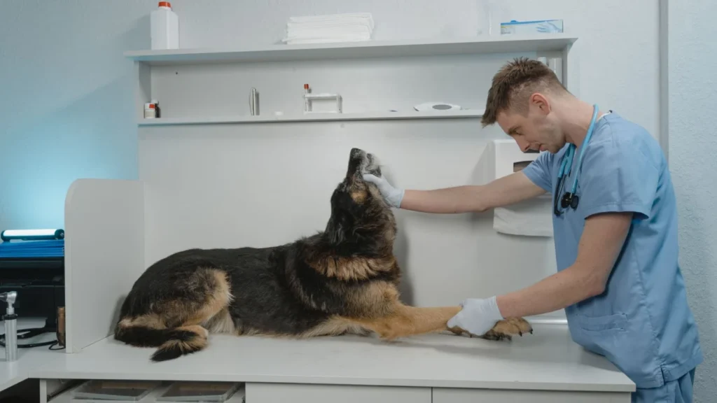 Veterinary Practice SEO Agency: veterinarian consulting pet owner
