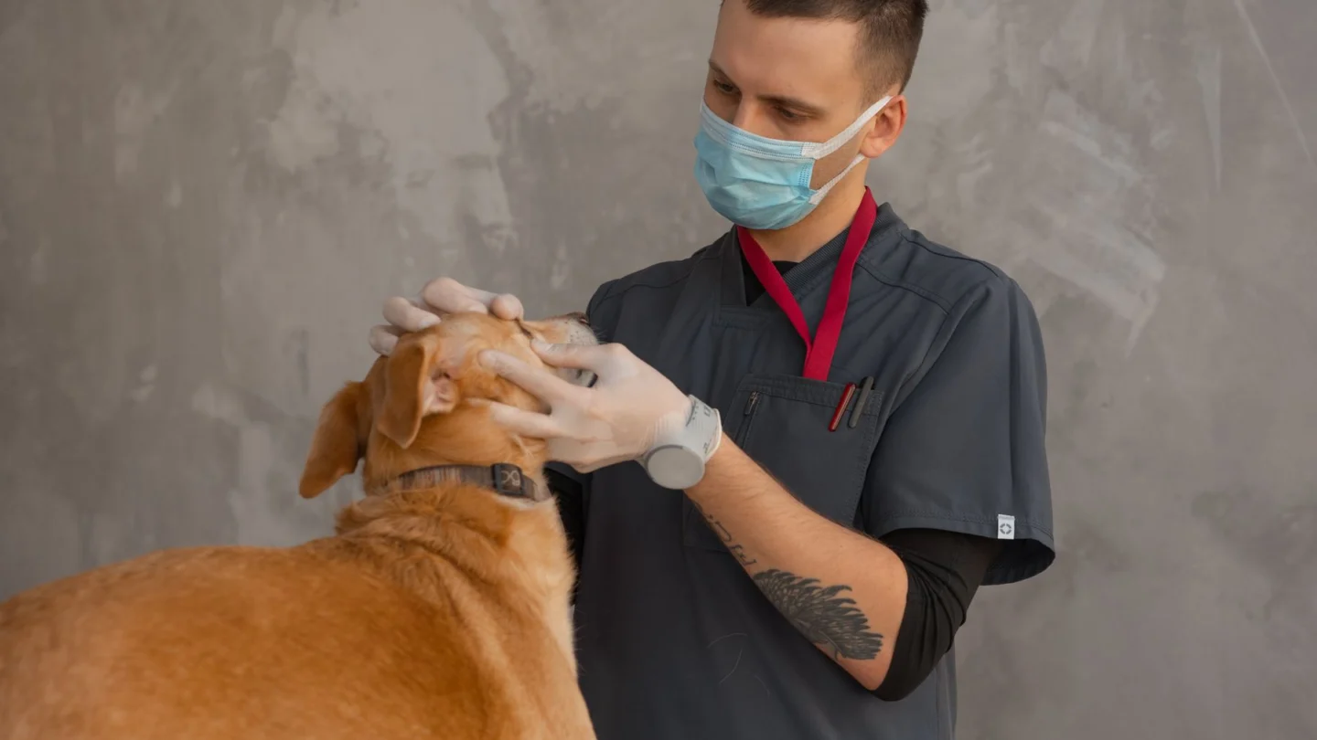 Veterinary Practice Marketing Agency: veterinary clinic animal care