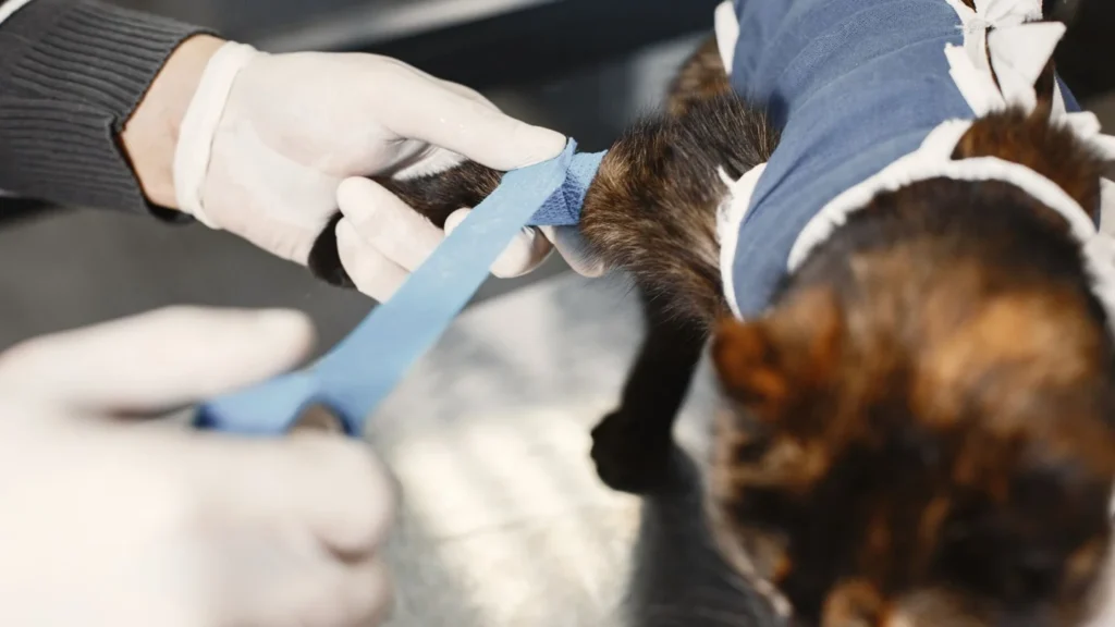 Veterinary Digital Marketing Agency: veterinary clinic team animal care