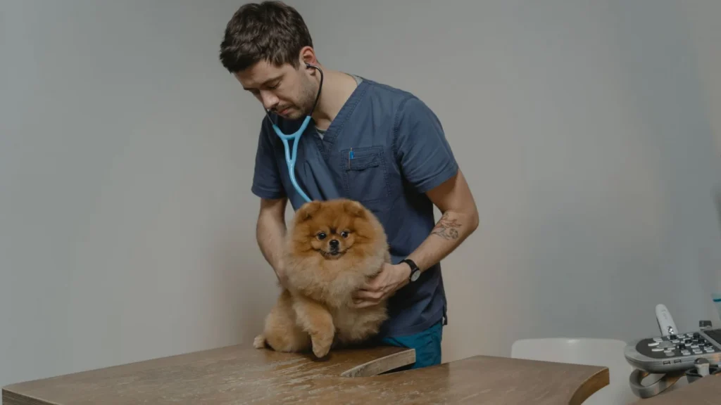 Veterinary Practice Digital Marketing Company: veterinary team with pet